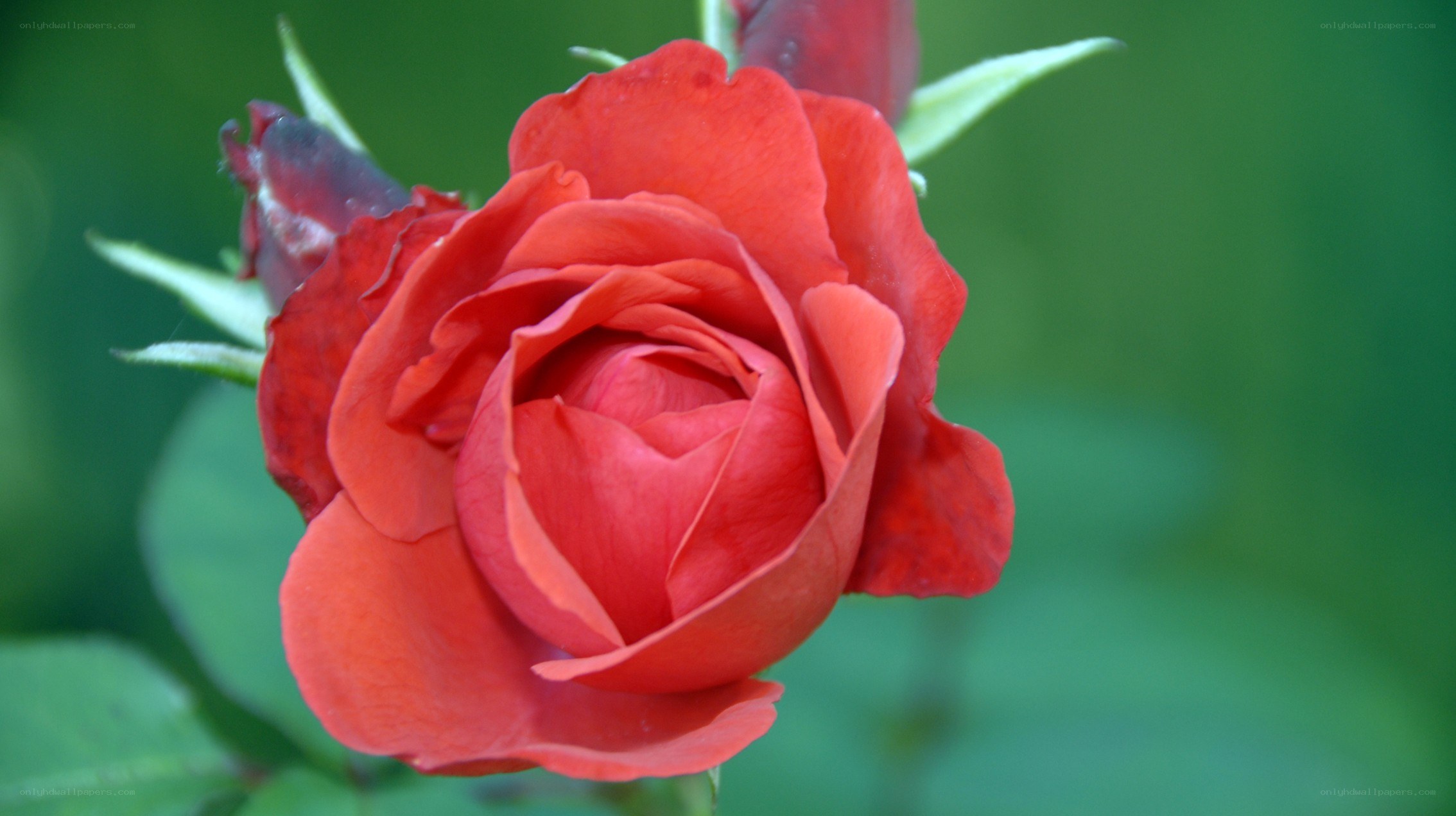 Red rose in bloom