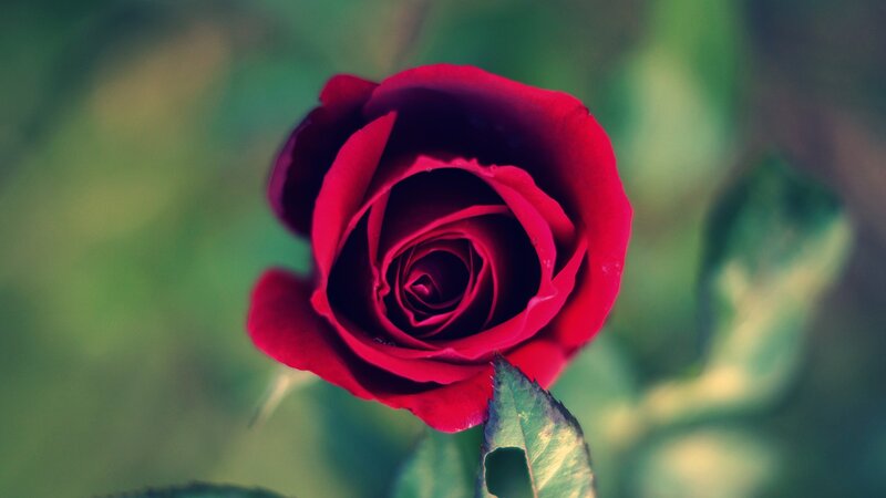 Red rose in bloom