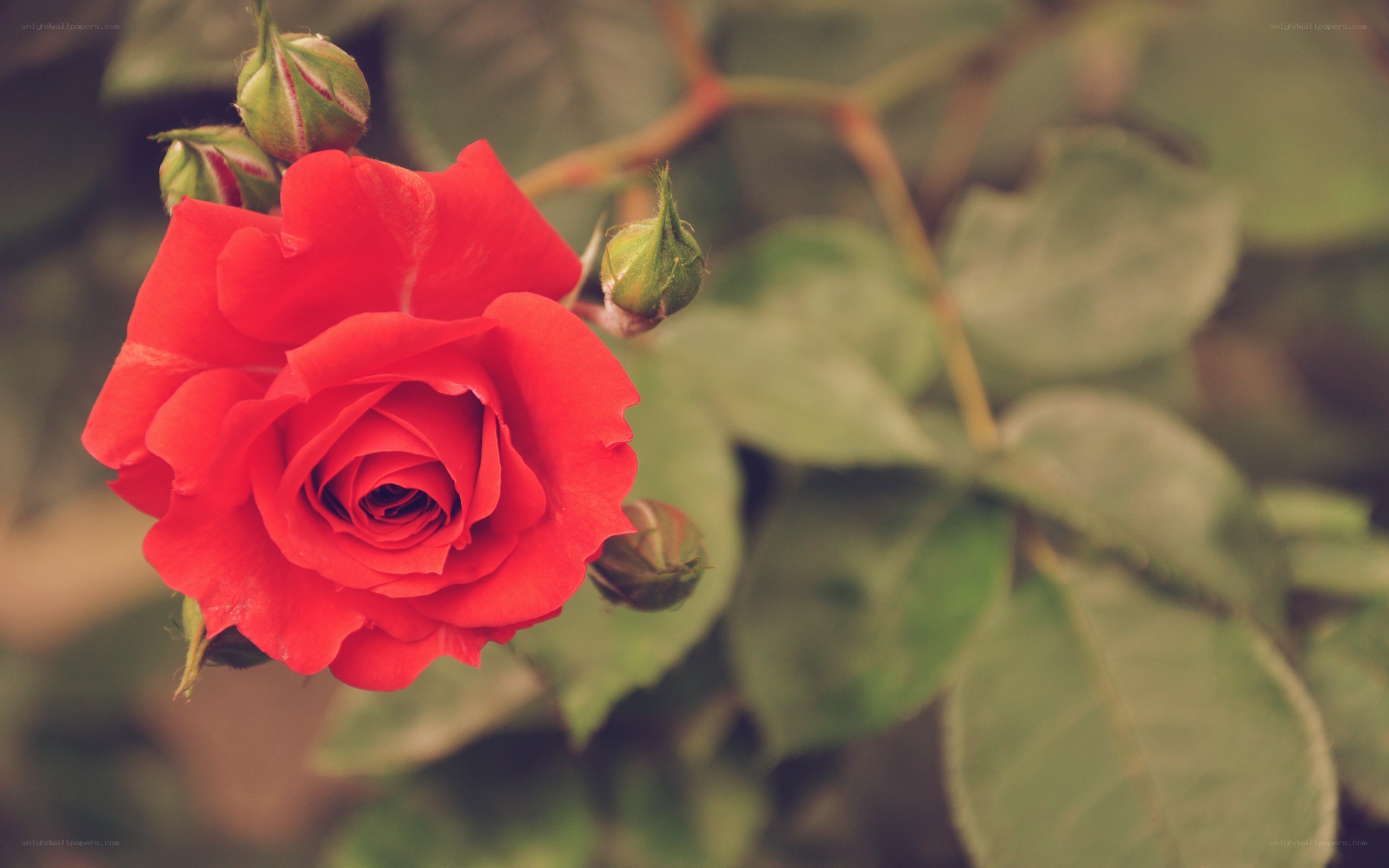 Red rose in bloom