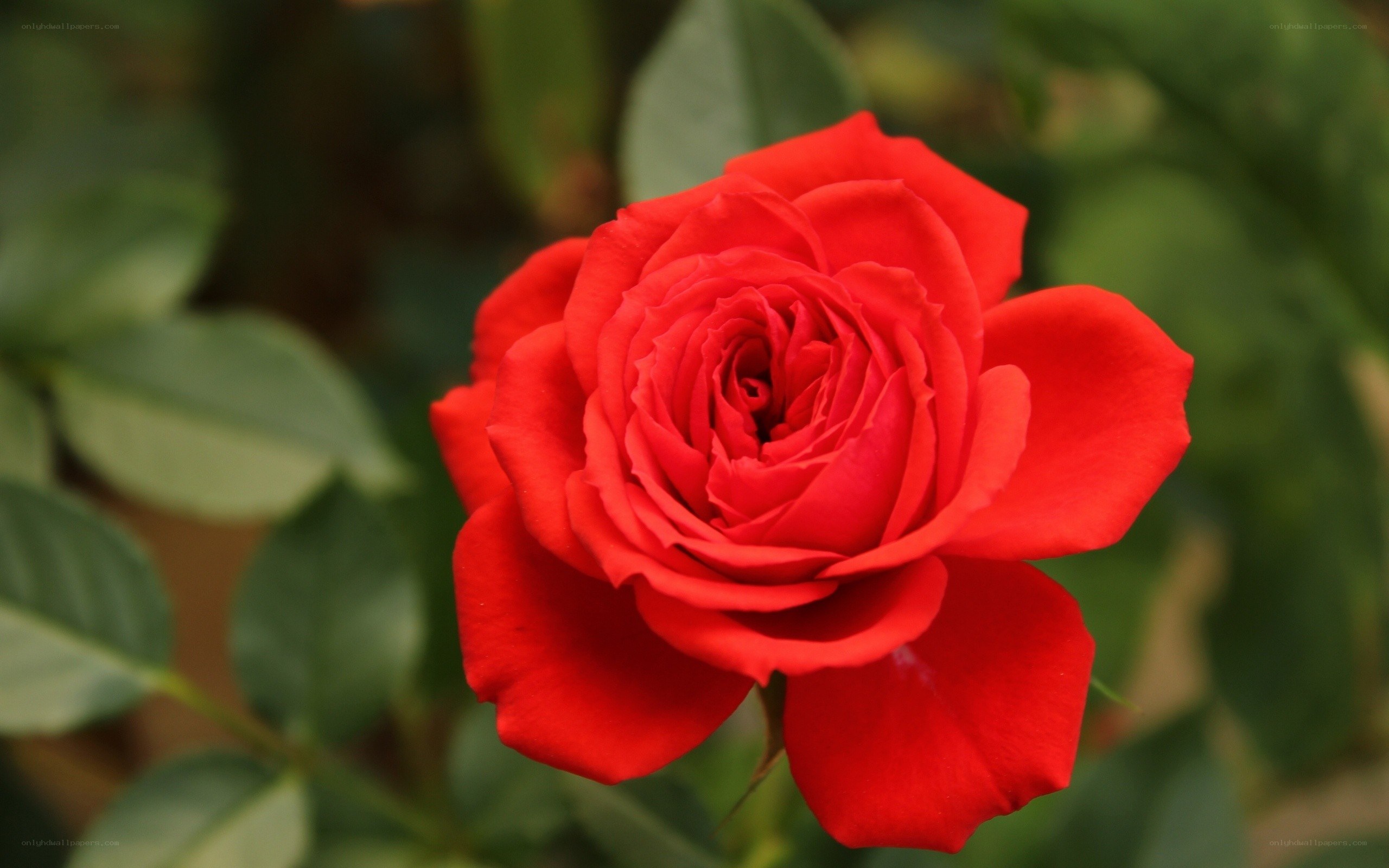 Red rose in bloom