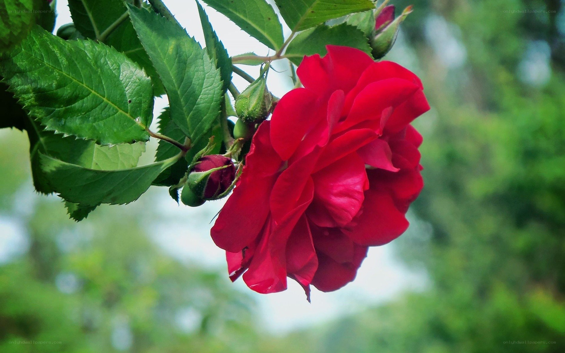 Red rose in bloom
