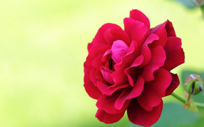 Red rose in bloom