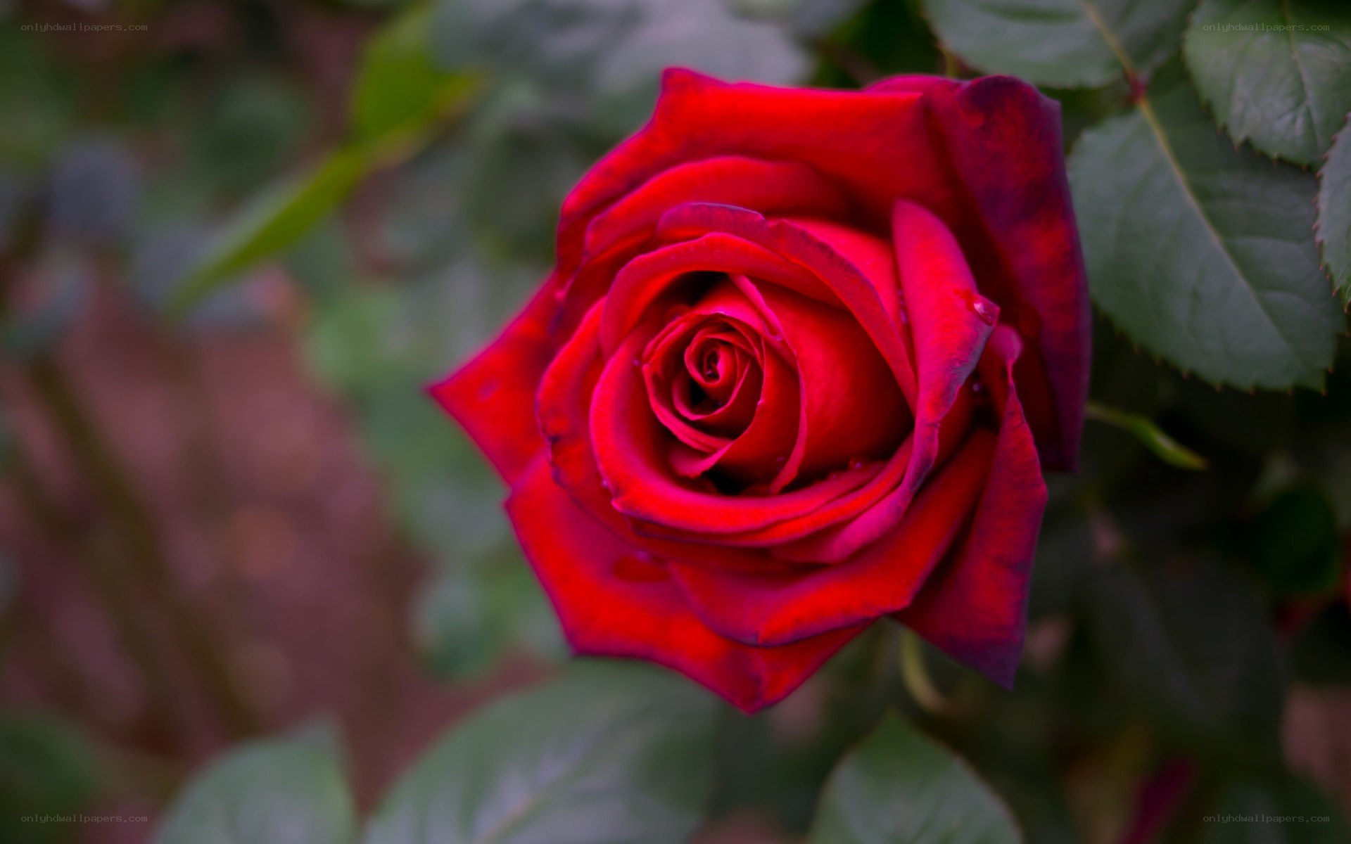 Red rose in bloom