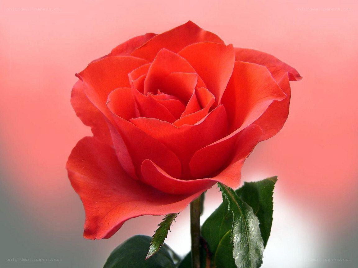 Red rose in bloom