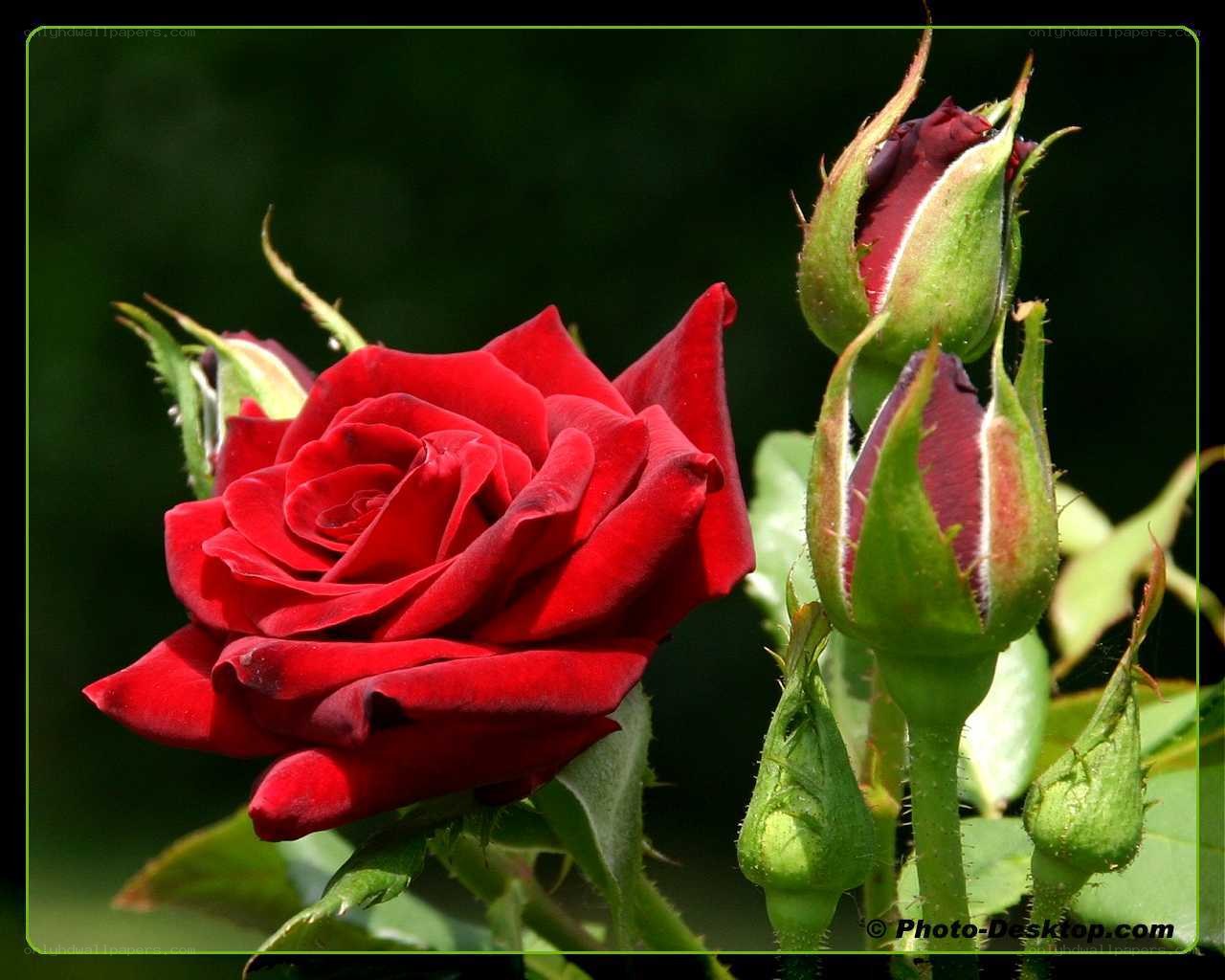 Red rose in bloom