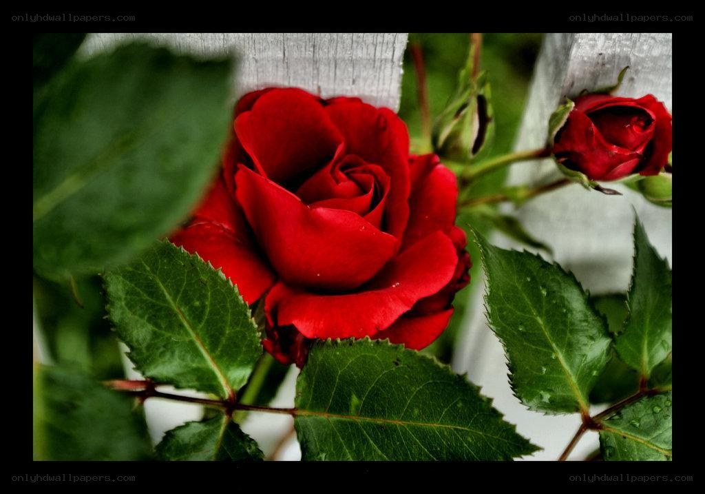 Red rose in bloom