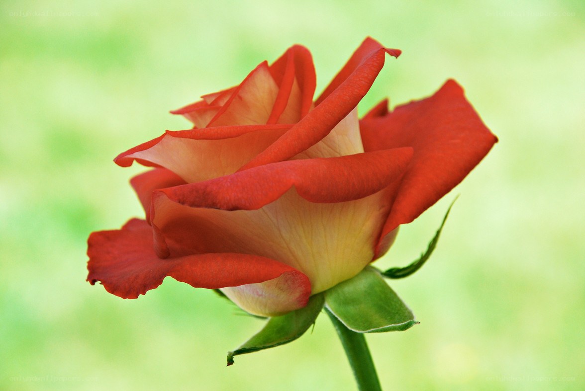Red rose in bloom