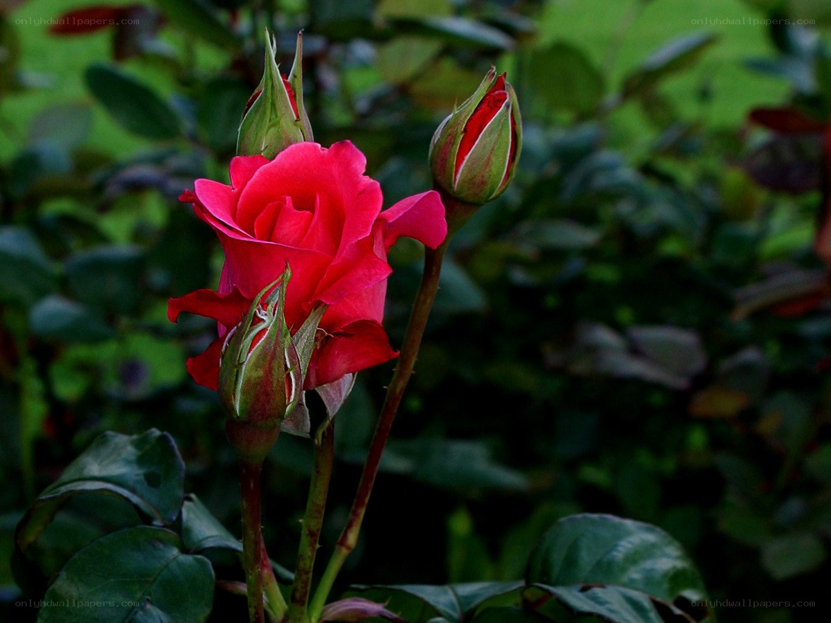 Red rose in bloom