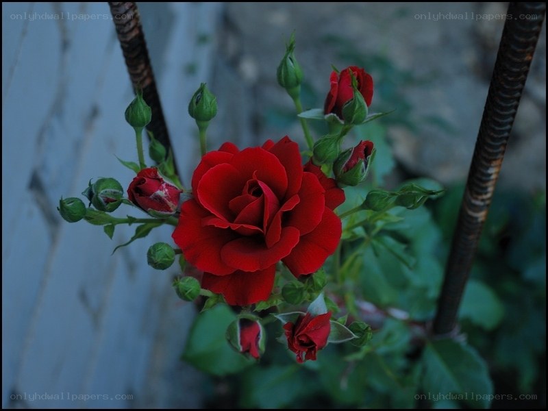 Red rose in bloom