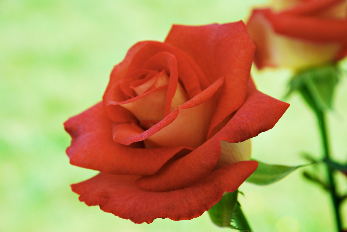 Red rose in bloom