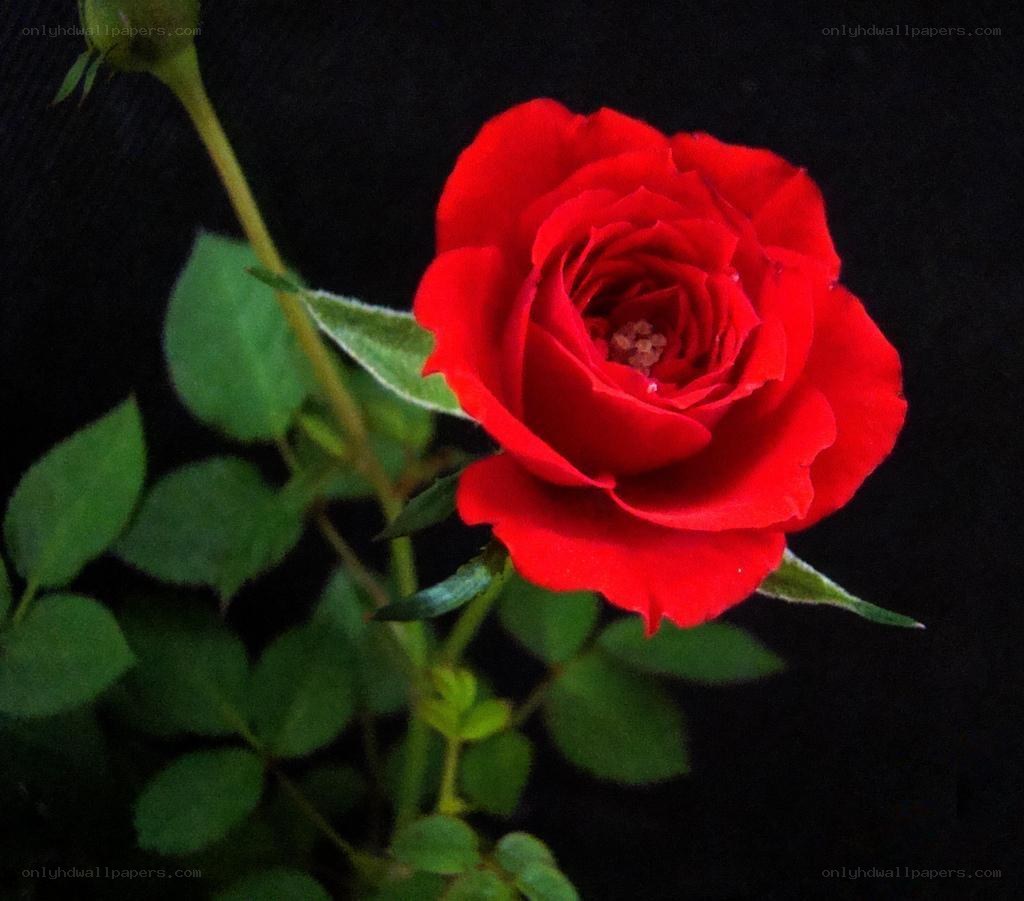 Red rose in bloom