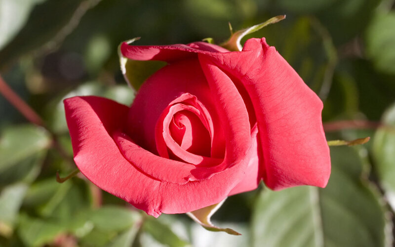 Red rose in bloom