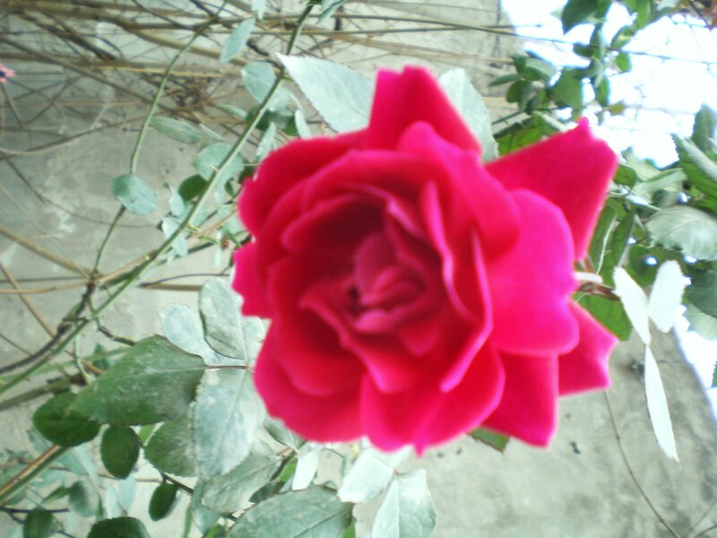 red rose in bloom