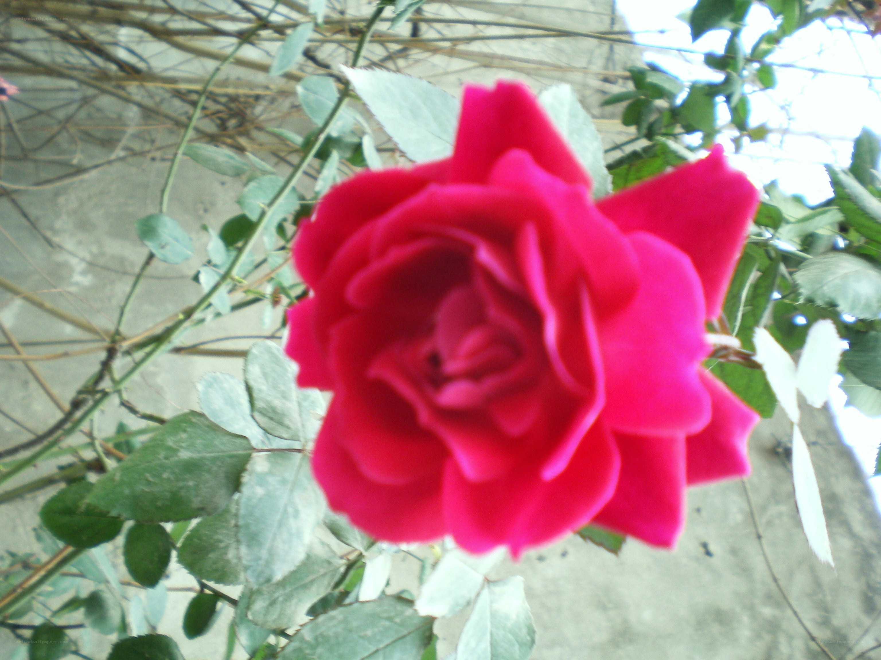 red rose in bloom