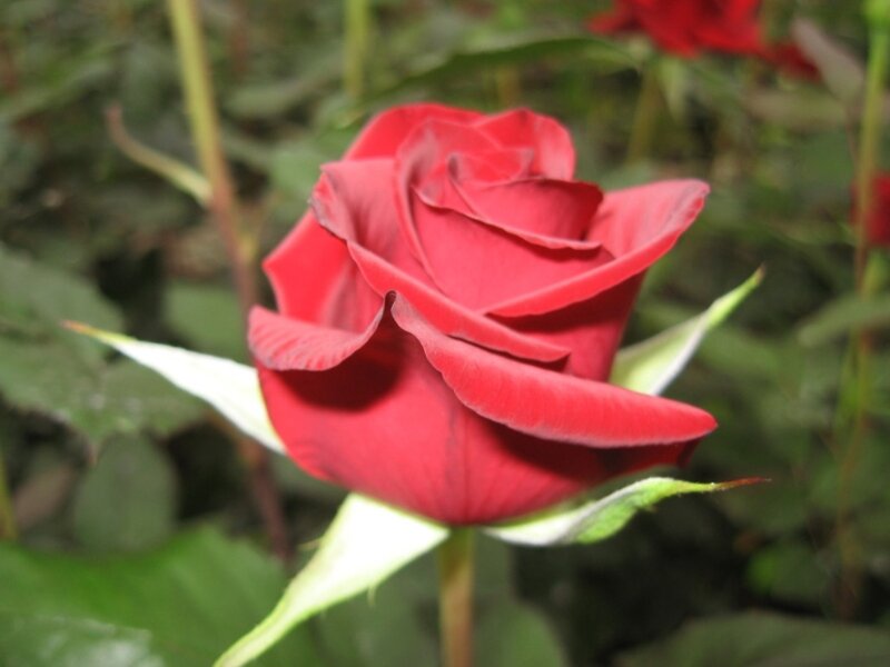 Red rose in bloom