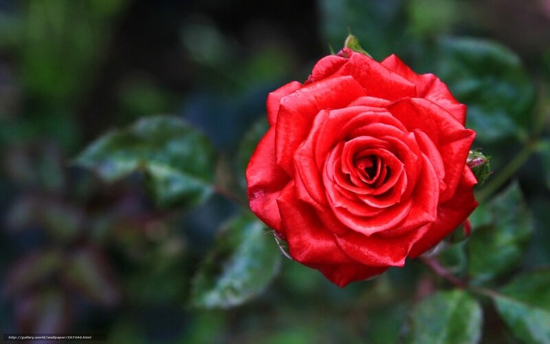 Red rose in bloom