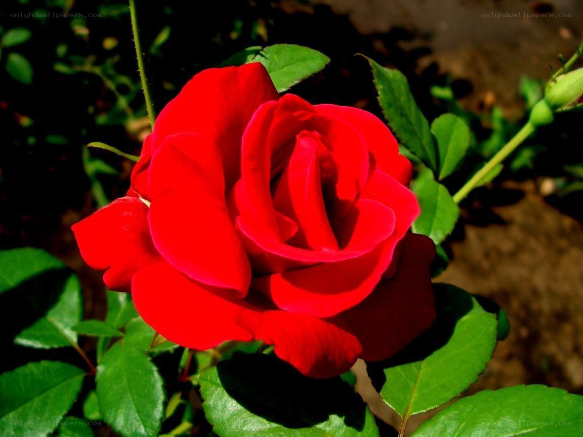 Red rose in bloom
