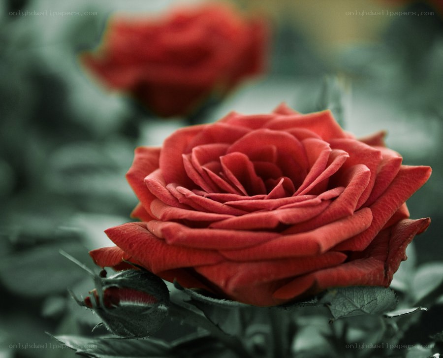 Red rose in bloom