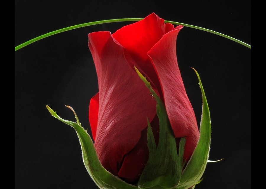 Red rose in bloom