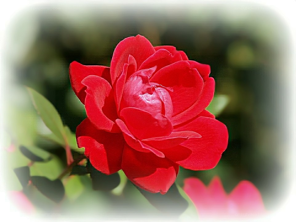 Red rose in bloom