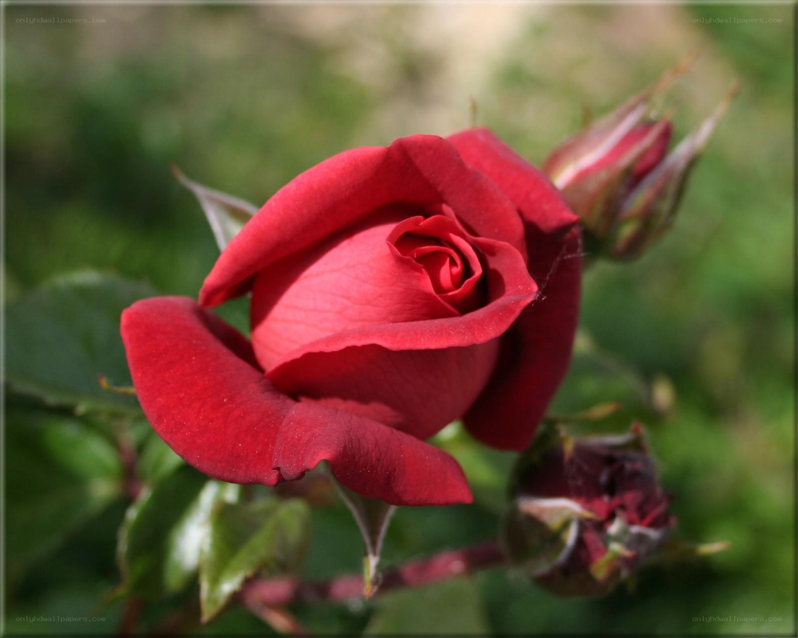 Red rose in bloom