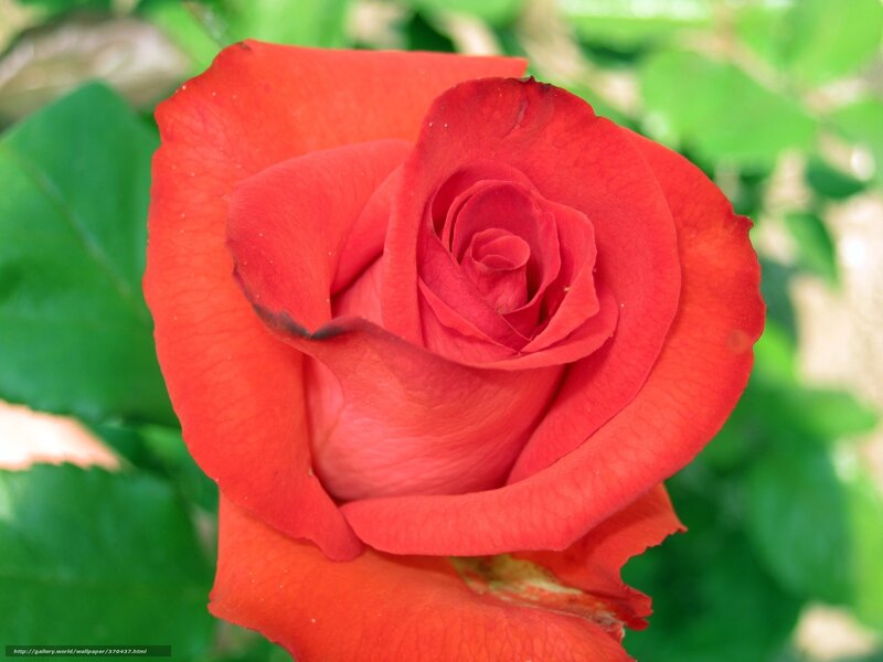 Red rose in bloom