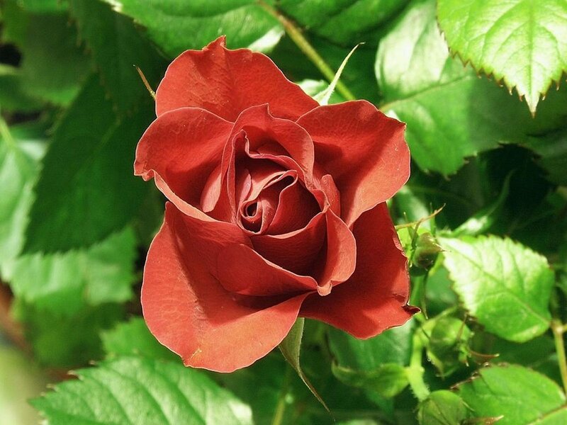 Red Rose in Bloom — Afternoon, Bud
