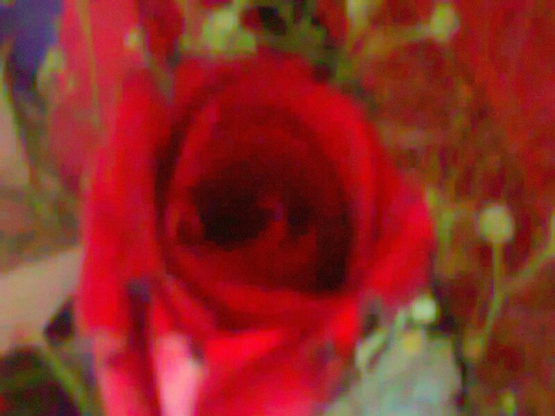 Red Rose in Bloom — Blurry