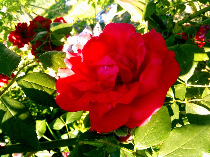 Red Rose in Bloom — Bright, Afternoon