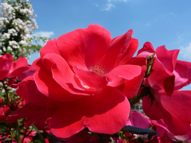 Red Rose in Bloom — Bright