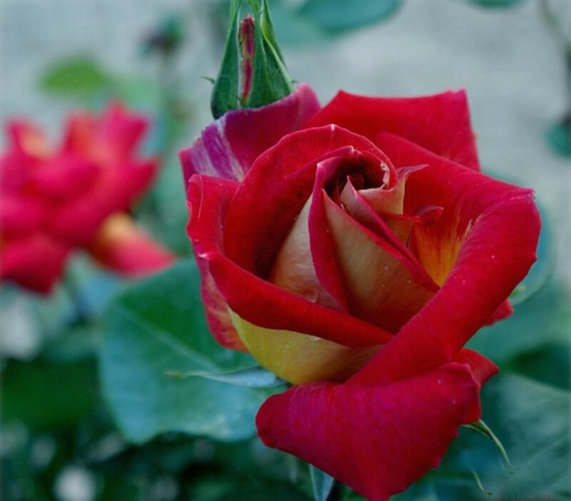Red Rose in Bloom — Calm, Afternoon, Photograph, Bud, Leaf, Flower
