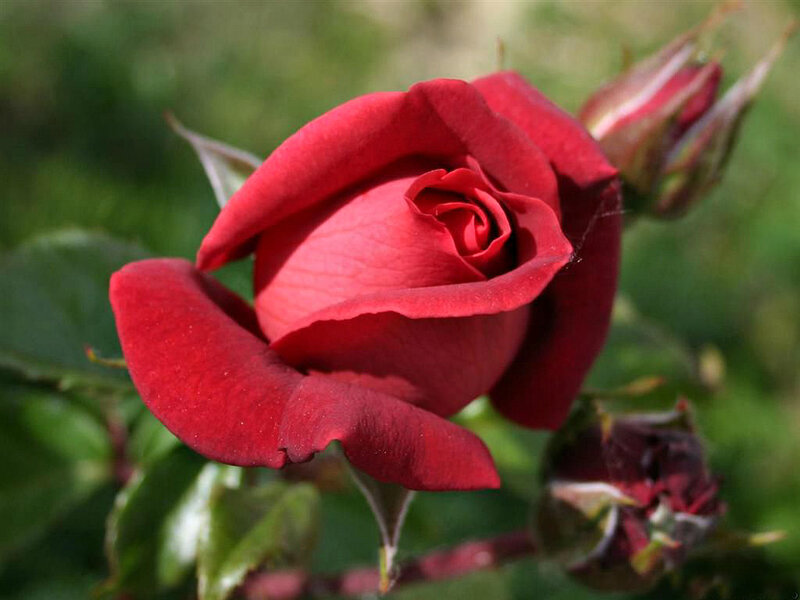 Red Rose in Bloom — Calm, Afternoon, Photograph, Bud, Leaf, Stem