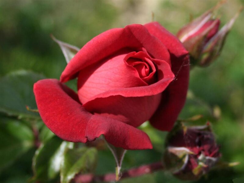 Red Rose in Bloom — Calm, Afternoon, Photograph, Bud, Leaf