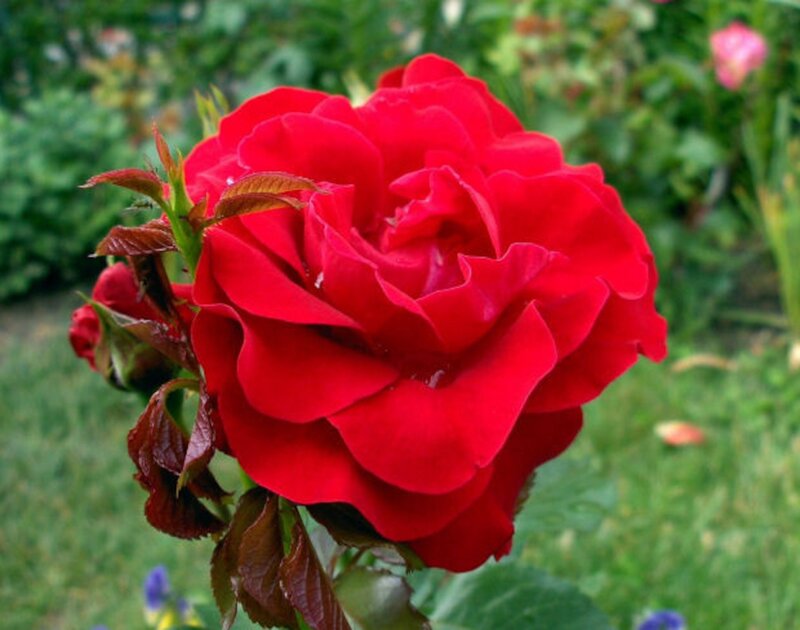 Red Rose in Bloom — Calm, Afternoon, Photograph, Bud, Leaves, Grass