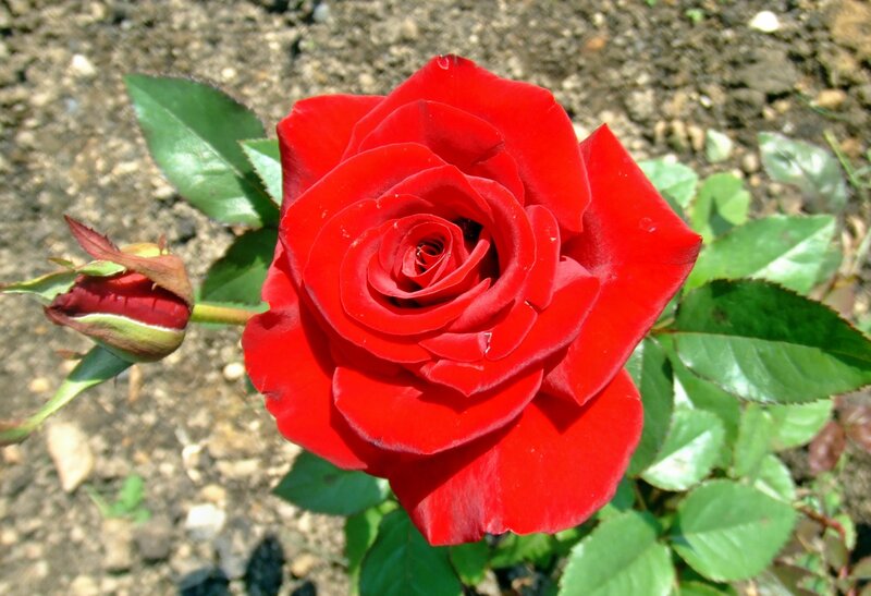 Red Rose in Bloom — Calm, Afternoon, Photograph, Bud, Leaves, Soil
