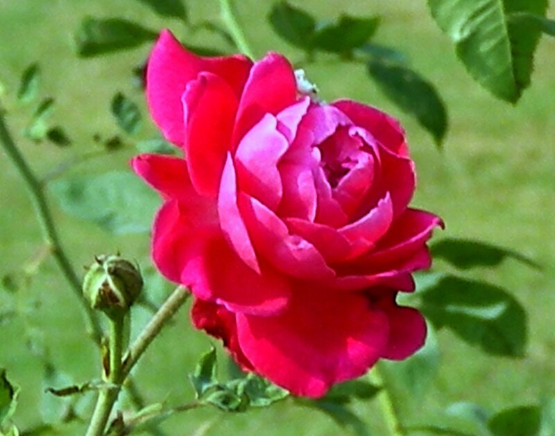 Red Rose in Bloom — Calm, Afternoon, Photograph, Bud, Leaves