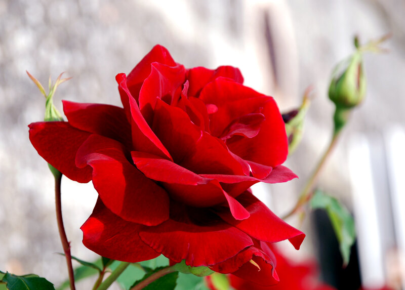 Red Rose in Bloom — Calm, Afternoon, Photograph, Bud, Stem