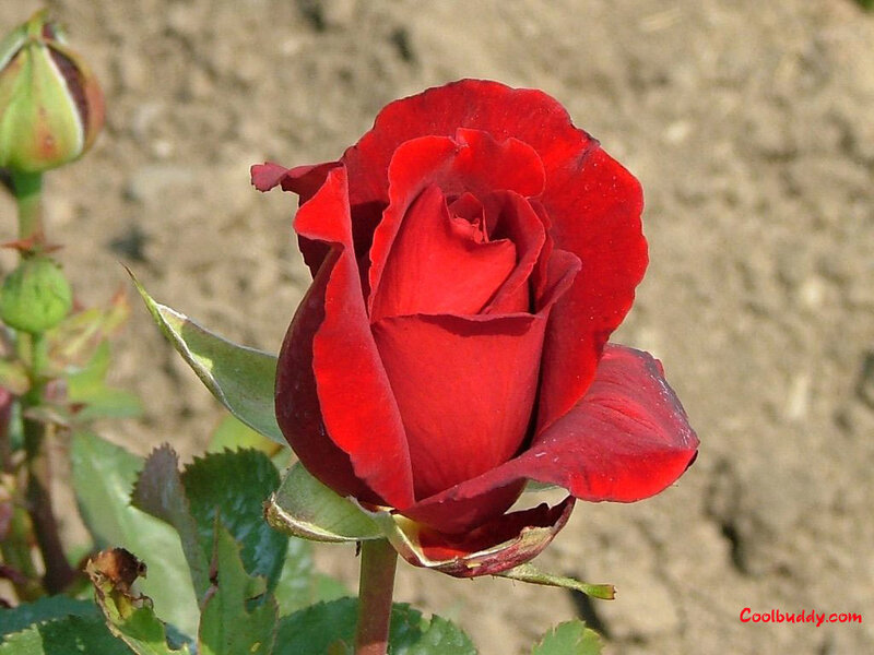 Red Rose in Bloom — Calm, Afternoon, Photograph, Bud
