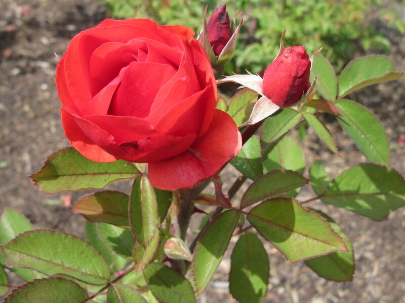 Red Rose in Bloom — Calm, Afternoon, Photograph, Buds, Leaves, Stem