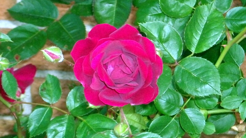 Red Rose in Bloom — Calm, Afternoon, Photograph, Buds, Leaves