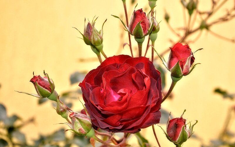 Red Rose in Bloom — Calm, Afternoon, Photograph, Buds, Stem