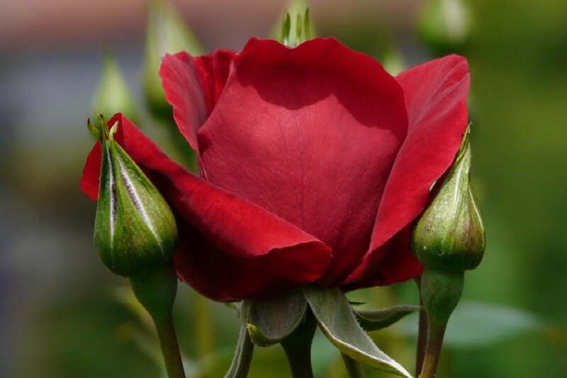Red Rose in Bloom — Calm, Afternoon, Photograph, Buds