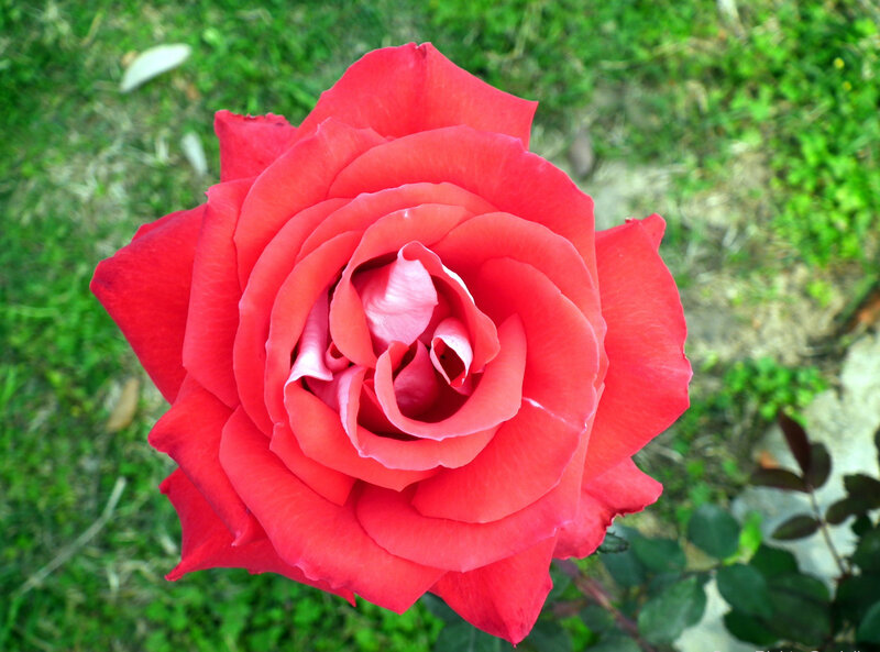 Red Rose in Bloom — Calm, Afternoon, Photograph, Grass