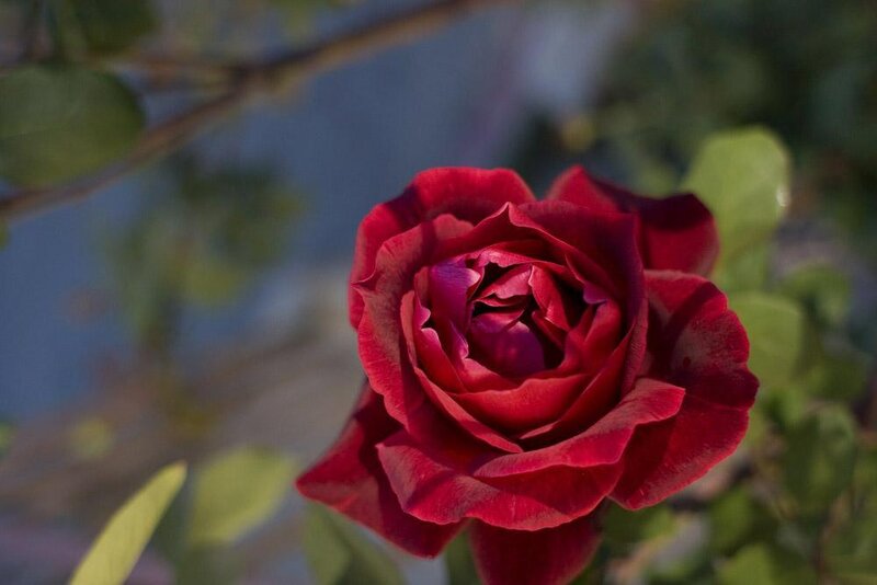 Red Rose in Bloom — Calm, Afternoon, Photograph, Green Leaves, Branch