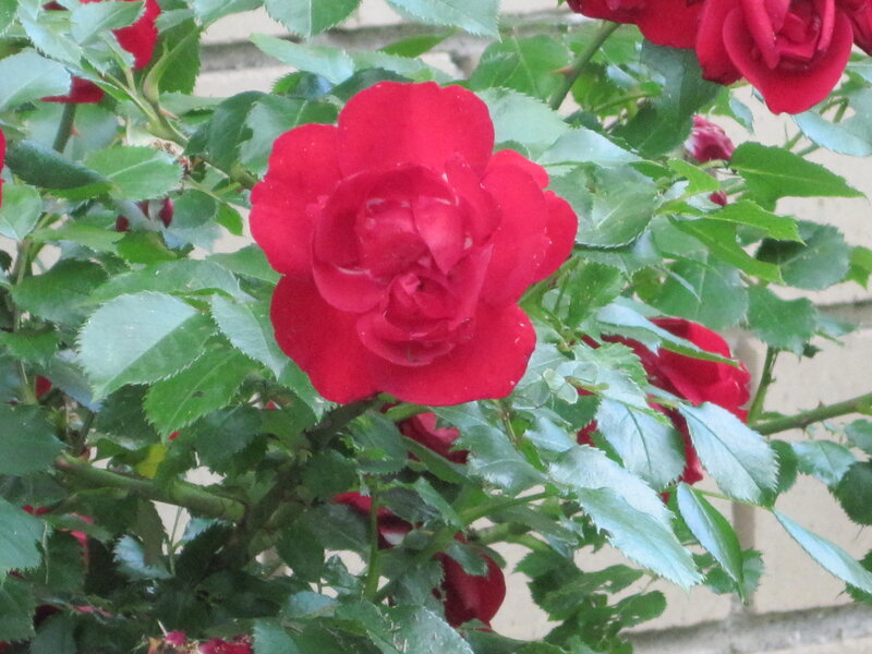 Red Rose in Bloom — Calm, Afternoon, Photograph, Green Leaves, Bush