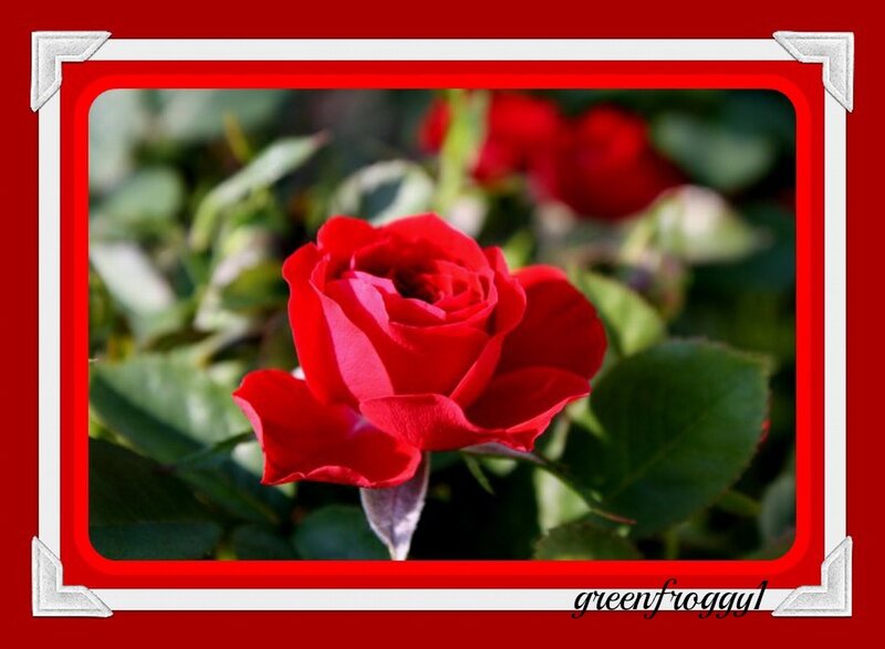 Red Rose in Bloom — Calm, Afternoon, Photograph, Green Leaves, Flower