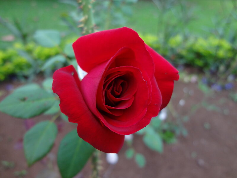 Red Rose in Bloom — Calm, Afternoon, Photograph, Green Leaves, Garden Soil