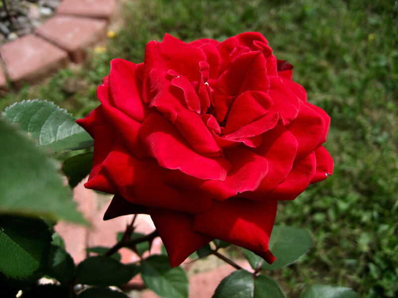 Red Rose in Bloom — Calm, Afternoon, Photograph, Green Leaves, Grass, Bricks