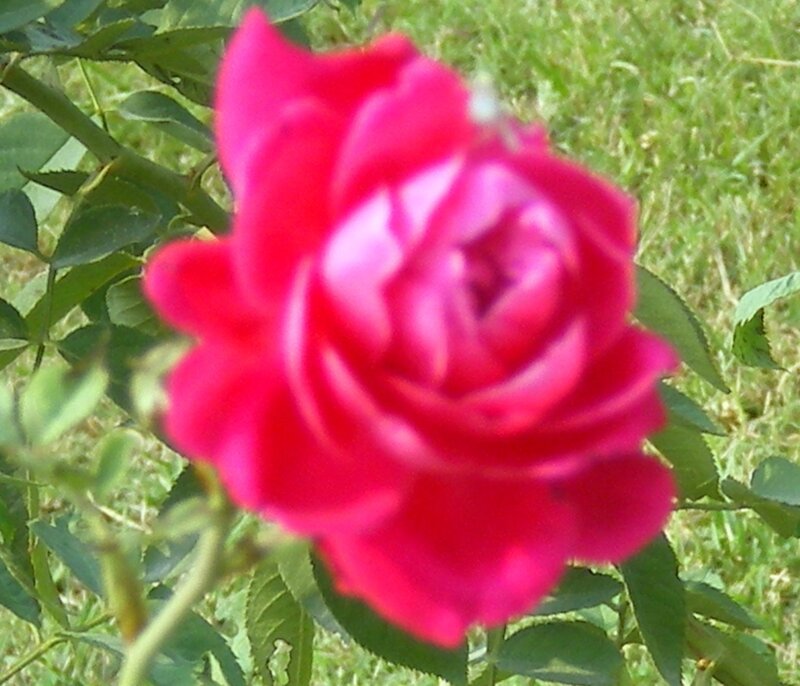 Red Rose in Bloom — Calm, Afternoon, Photograph, Green Leaves, Grass