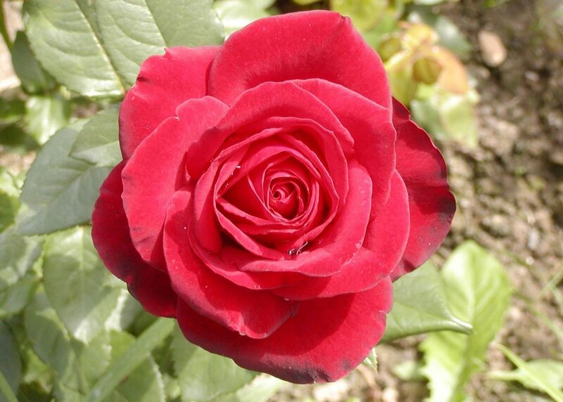 Red Rose in Bloom — Calm, Afternoon, Photograph, Green Leaves